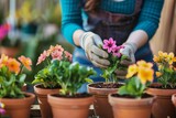 Blossoming Spring Dreams, A Woman Tenderly Repotting Vibrant Flowers in Her Home Garden