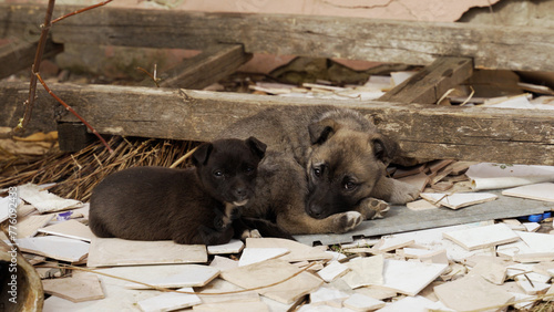 two stray puppies lying on the ground. destroyed building after shelling. war and pets. pets abandoned by refugees. dogs in war