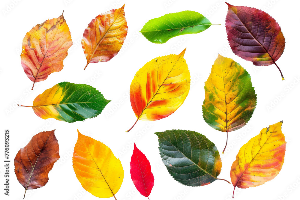 Autumn leaves flying and falling isolated on background, multi color of leaves foliage in autumn season. Autumn leaves flying and falling isolated on background, multi color of leaves foliage in autumn season.