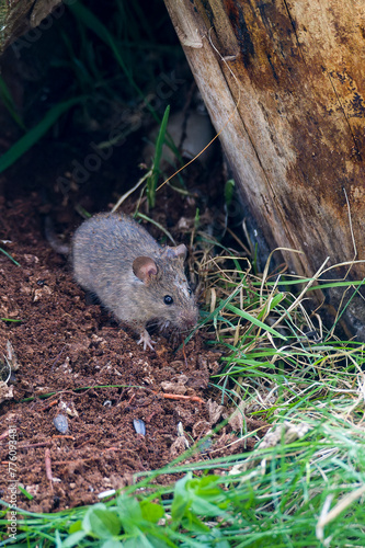 Hausmaus im Garten beim fressen