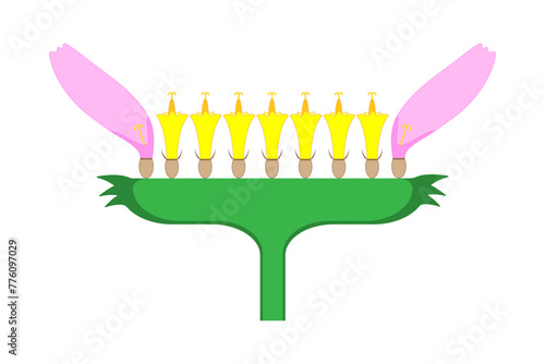 Composite Inflorescence Capitulum (Head). Diagram.
