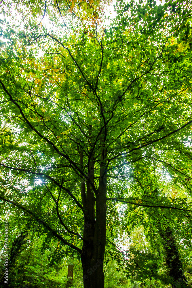 Looking up into the green canopy of a Tree in wales Looking up into the green canopy of a Tree in wales