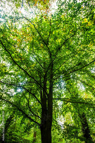 Looking up into the green canopy of a Tree in wales