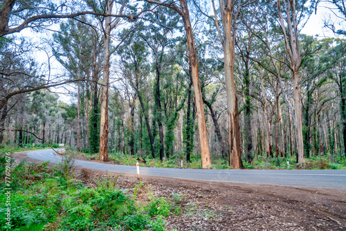 Boranup Forest trees on a cloudy day, Western Australia photo