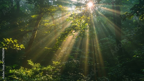 The sun is shining through the trees  casting a warm glow on the forest floor. The light is filtering through the leaves  creating a peaceful and serene atmosphere
