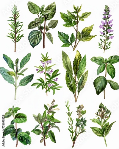 Edible plants and herbs, botanical illustration for educational use, detailed culinary uses and benefits, informative and practical , hyper realistic