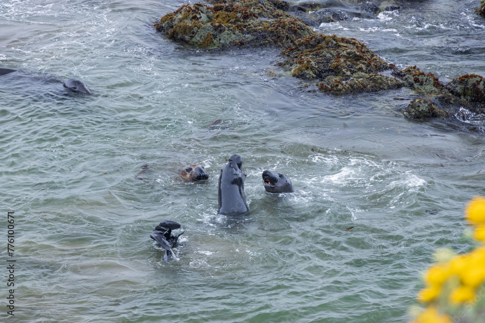 Obraz premium Elephant seals in the ocean 