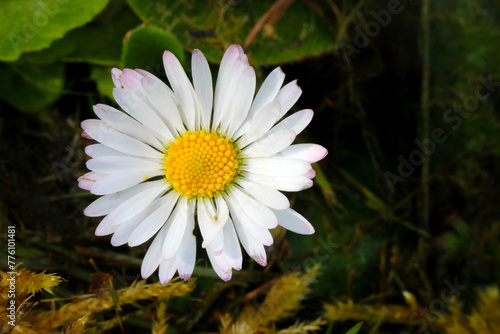 Daisy Bellis Flower