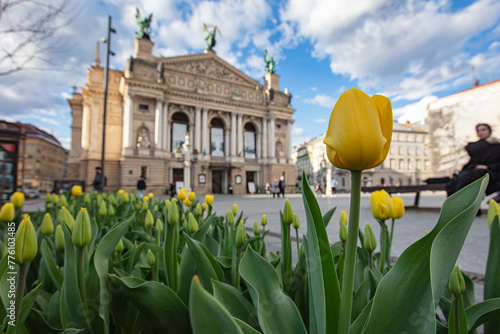 Flowerbed with yellow tulips in front of Lviv National Opera photo