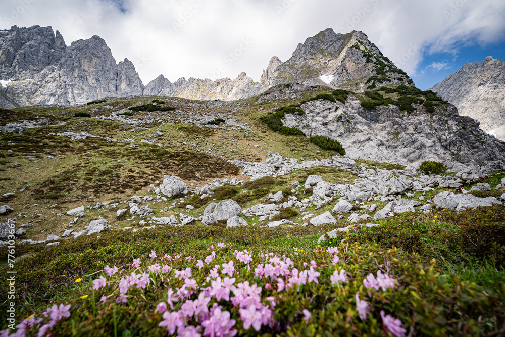 Fototapeta premium Alpenlandschaften - zart rosa blühende Bergblumen in der kargen Felslandschaft hoch im Gebirge.