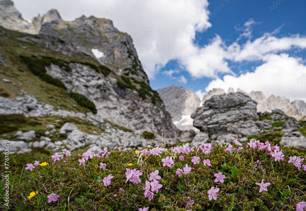 Alpenlandschaften - zart rosa blühende Bergblumen in der kargen Felslandschaft hoch im Gebirge. Alpenlandschaften - zart rosa blühende Bergblumen in der kargen Felslandschaft hoch im Gebirge.