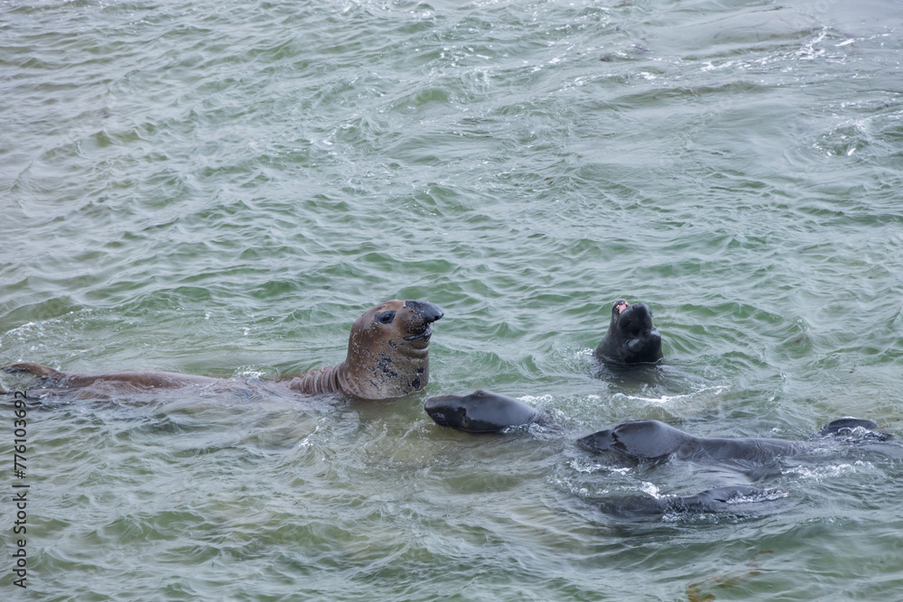 Fototapeta premium Elephant seals in the ocean 