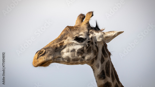 Close-up of a giraffe head during a safari trip Kenya