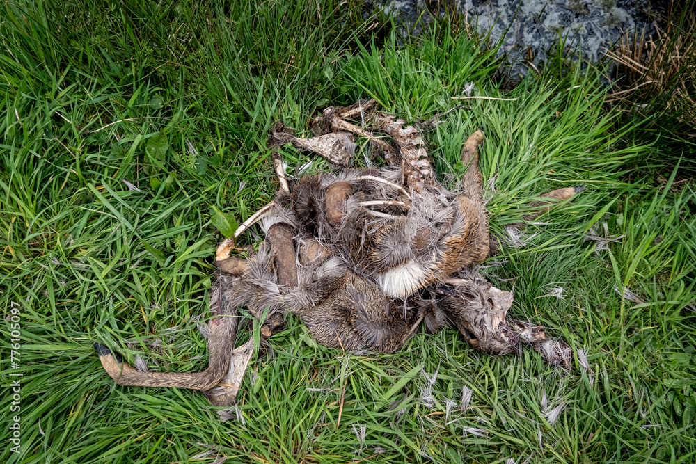 Wolfsangriff - Überreste von einem Reh, das vom Wolf gerissen wurde. Wolfsangriff - Überreste von einem Reh, das vom Wolf gerissen wurde.