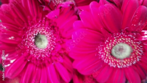 Beautiful red Gerbera jamesonii flowers also known as Barberton daisy, Transvaal daisy in a florist shop. photo