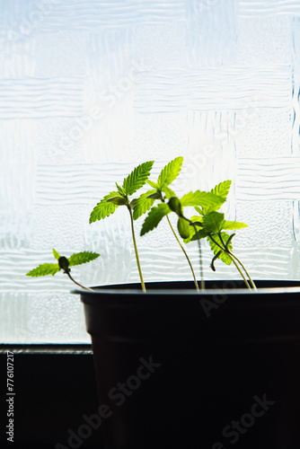 Cannabis home growing. Young healthy marijuana plant in flower pot at the window in home. (ID: 776107217)