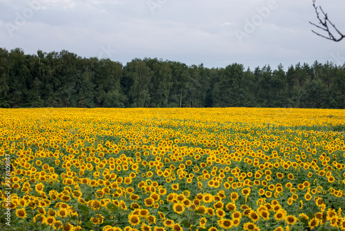 Sunflower field in the early morning, bright and large flowers © anderus