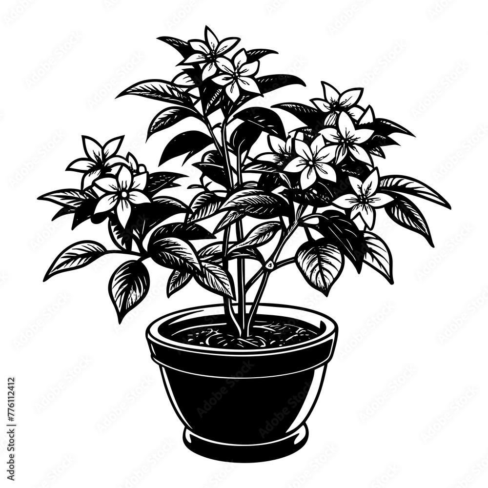 silhouette of jasmine flower in pot on transparent background silhouette of jasmine flower in pot on transparent background