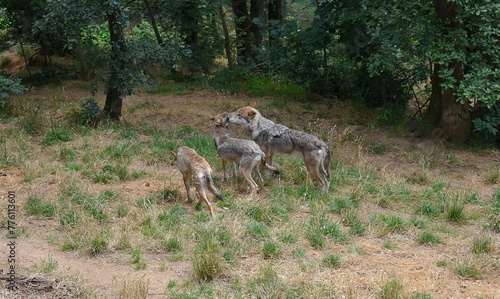 Meute de loup gris (Canis lupus lupus) en captivité.
