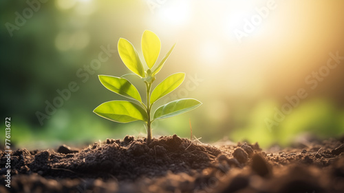 Young Plant with Sunlight, Planting a Tree.
