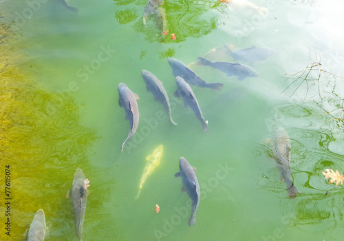 Many big fish in greenish lake, top view. Reflection of the sun on the water.