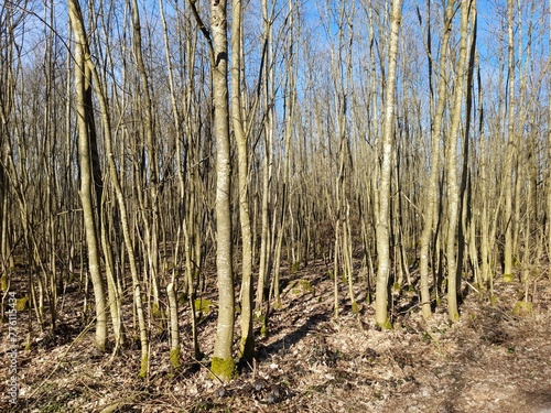 Young winter forest in sunny weather. Trees on the background of the blue sky.