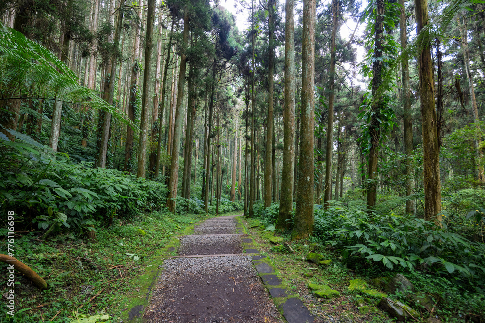 Obraz premium Hiking trail path in the tree forest