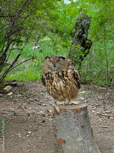 A beautiful owl in the forest sits on a wooden log cabin and looks straight with red eyes.  A small eared owl in the park. 