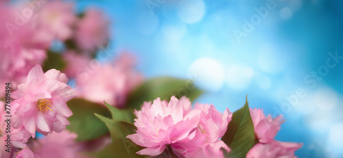 Beautiful pink cherry blossoms with blue bokeh background and copy space, lush floral shot in panorama format 