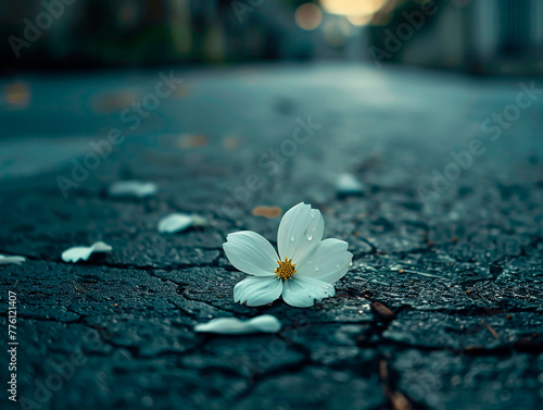a wilted flower lying forgotten on the pavement