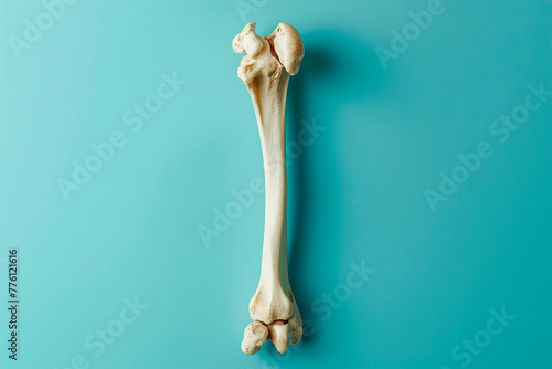 Human bones on a blue background