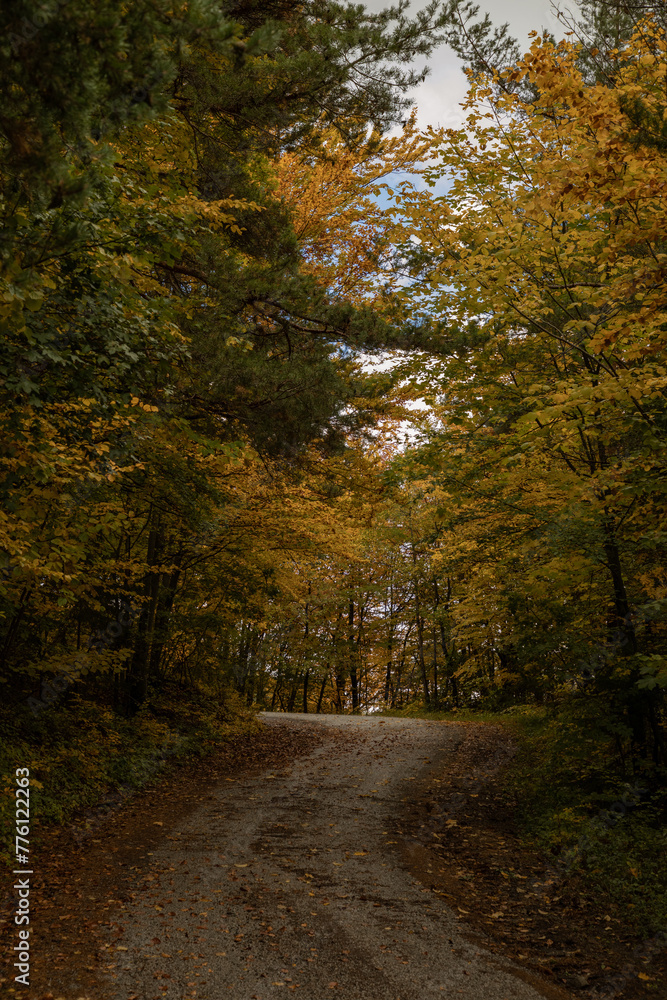 Fototapeta premium A lovely walk in an autumn forest after the rain