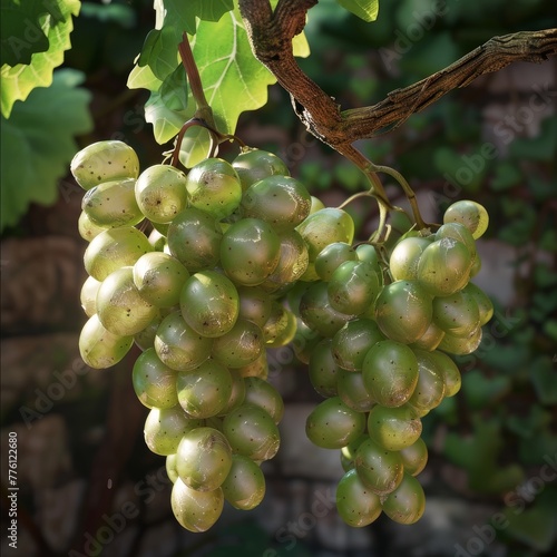 A bunch of green grapes hanging from a branch of a grape tree. has a beautiful shape, Hyper Realistice, 8K UHD, High definition photo