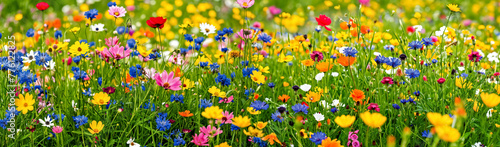 A field of wildflowers with a variety of colors including pink, yellow, blue, and white flowers. banner
