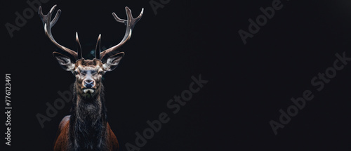 Elegantly captured, this image shows a stag's head contrasting sharply against a stark, black background