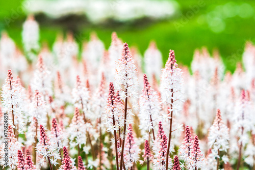 Tiarella pink skyrocket blooming in the garden in spring.