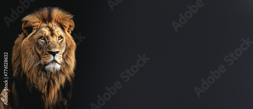 This powerful portrait showcases a male lion's piercing gaze and his beautiful, imposing mane against a dark backdrop
