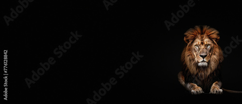 Display of raw power as an adult male lion projects a forceful roar, masterfully captured against a stark, black background