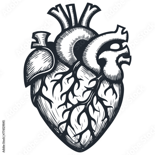 Human heart, vector illustration