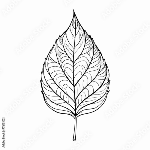 Single Sketch Poplar Leaf line drawing