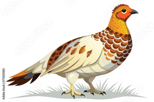 hen isolated on white background