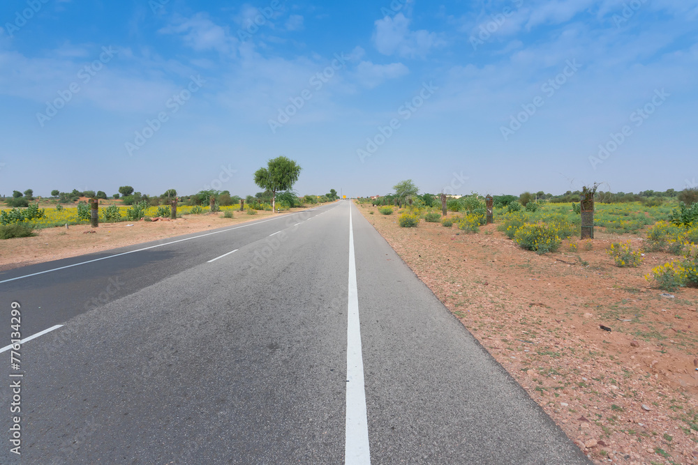 Empty concrete road passing through Thar desert with Mustard seeds plantation besides, near Jodhpur city, at Thar desert with blue sky background, Rajasthan, India.