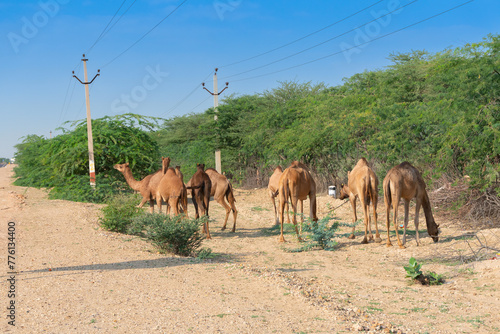 A group of Camels. Camelus dromedarius  grazing under sunny morning at Thar desert  Rajasthan  India.