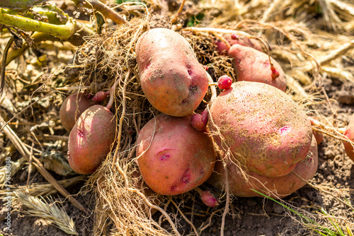 Potato tuber after harvesting, zhuravinka variety photo