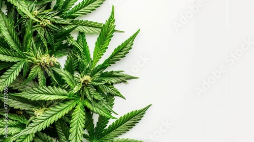 Cannabis Buds, Marijuana Plant, Weed