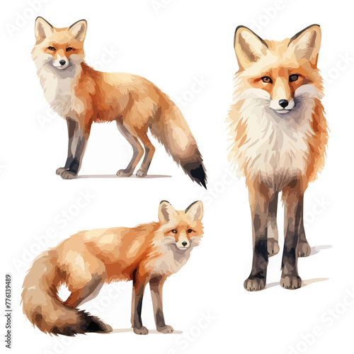 Watercolor vector of fox collection  isolated on a white background  design art  drawing clipart  Illustration painting  Graphic logo  fox vector 