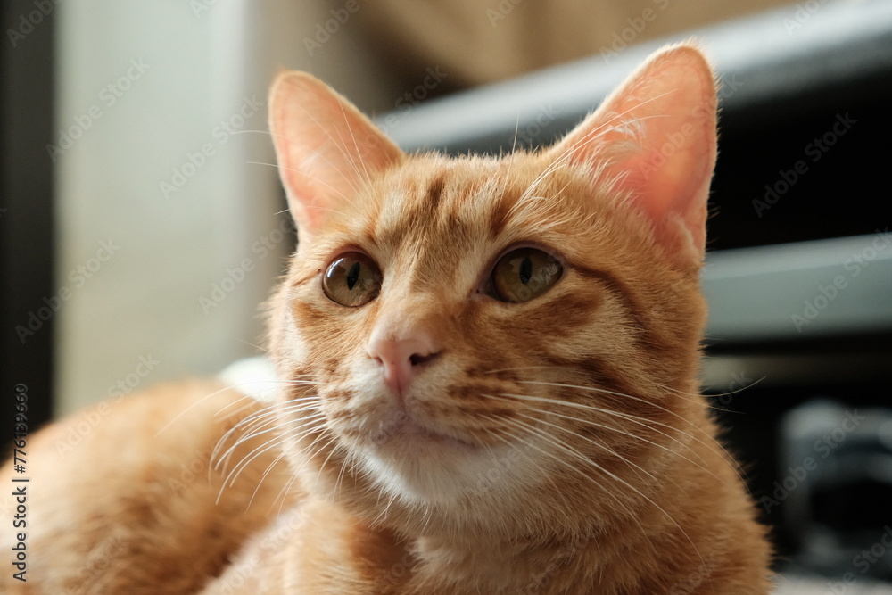 Portrait of a cat,  ginger tabby, orange cat