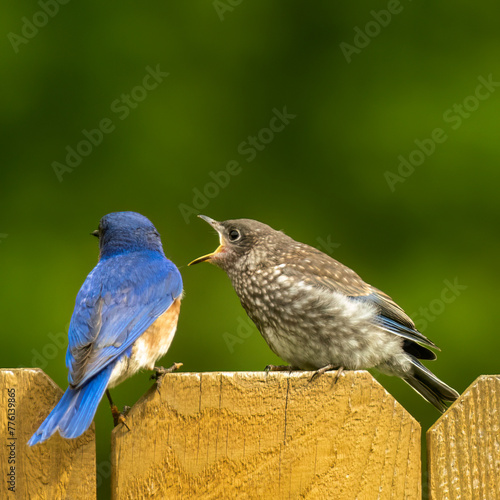 Bluebird
