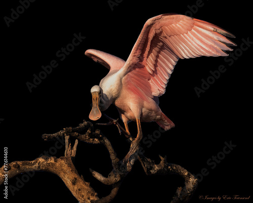 Roseate Spoonbill