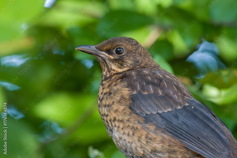 Fototapeta premium close up portrait of a young baby Blackbird Turdus merula with a blurred green background